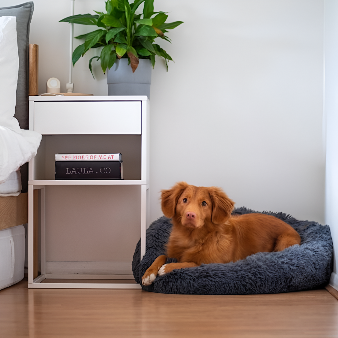 Create the Coziest Spot with the Right Pet Bed